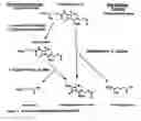 Fig. 07 - Amidases, nucleic acids encoding them and methods for making and using them