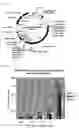 Fig. 02 - Method of constructing transgenic bird using lentivirus vector and transgenic bird obtained thereby