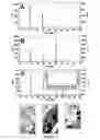 Fig. 05 - Transgenic plants used as a bioreactor system