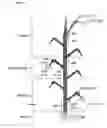 Fig. 08 - Transgenic plants used as a bioreactor system