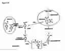 Fig. 15 - Transgenic plants used as a bioreactor system