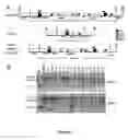 Fig. 02 - Removal of plastid sequences by transiently expressed site-specific recombinases