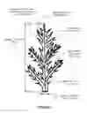 Fig. 02 - Method for obtaining recombinant plants of the cichorium genus and plants thus obtained