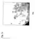 Fig. 04 - Nucleotide sequences for regulating gene expression in plant trichomes and constructs and methods utilizing same