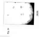 Fig. 06 - Nucleotide sequences for regulating gene expression in plant trichomes and constructs and methods utilizing same