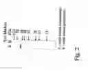 Fig. 10 - Nucleotide sequences for regulating gene expression in plant trichomes and constructs and methods utilizing same