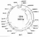 Fig. 02 - Methods and genetic constructs for modification of lignin composition of corn cobs