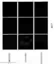 Fig. 07 - Root-specific phosphate transporter promoters