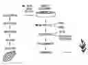 Fig. 01 - Somatic embryogenesis and embryo harvesting and method and apparatus for preparing plant embryos for plant production
