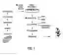 Fig. 02 - Somatic embryogenesis and embryo harvesting and method and apparatus for preparing plant embryos for plant production