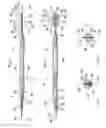 Fig. 02 - Oral hygiene implement