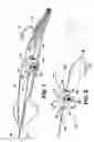 Fig. 02 - Hook stabilizing device for a fishing lure