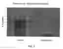 Fig. 09 - METHOD AND APPARATUS FOR DIELECTROPHORETIC SEPARATION