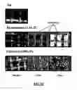 Fig. 08 - Feedback influenced increased-quality-factor scanning probe microscope