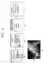 Fig. 09 - System and method for providing multimedia service using a mobile communication terminal