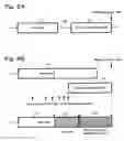 Fig. 06 - Image forming apparatus and printing time specifying system
