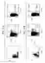Fig. 28 - Molecular dissection of cellular responses to alloantigen or autoantigen in graft rejection and autoimmune disease