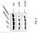 Fig. 05 - Targeted chimeric molecules for cancer therapy