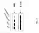 Fig. 06 - Targeted chimeric molecules for cancer therapy