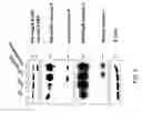 Fig. 07 - Targeted chimeric molecules for cancer therapy