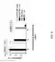 Fig. 10 - Targeted chimeric molecules for cancer therapy