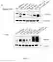 Fig. 20 - Targeted chimeric molecules for cancer therapy