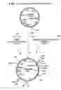 Fig. 05 - Antibody-serum protein hybrids