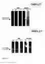 Fig. 07 - Surface protein of 