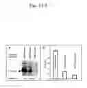 Fig. 04 - Methods and compositions to enhance immune responses via recall antigens