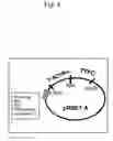 Fig. 05 - Methods and compositions to enhance immune responses via recall antigens