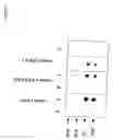Fig. 10 - Process for the preparation of hypoallergenic mosaic antigens
