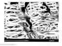 Fig. 01 - Polymer electrolyte membrane and fuel cell using the polymer electrolyte membrane