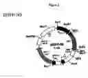 Fig. 03 - Methods and constructs for evaluation of rnai targets and effector molecules