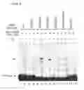Fig. 09 - Nucleosides or nucleotides having novel unnatural bases and use thereof