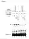 Fig. 10 - Nucleosides or nucleotides having novel unnatural bases and use thereof