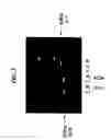 Fig. 04 - ELF3 gene compositions and methods