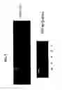 Fig. 06 - ELF3 gene compositions and methods