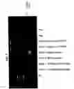 Fig. 08 - ELF3 gene compositions and methods
