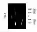 Fig. 09 - ELF3 gene compositions and methods