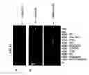 Fig. 16 - ELF3 gene compositions and methods