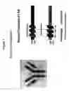 Fig. 02 - Immunoglobulin-like variable chain binding polypeptides and methods of use