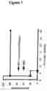 Fig. 03 - Use of CR1-binding molecules in clearance and induction of immune responses