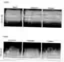 Fig. 07 - Modified trafficking patterns for arrestin and G-protein-coupled receptors via arrestin-ubiquitin chimera