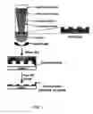 Fig. 02 - Patterning of centrosomes and centrosome fragments as templates for directed growth of microtubules
