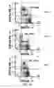 Fig. 02 - Functional multi-drug resistance assay