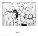 Fig. 02 - Microorganism staining agent and use thereof
