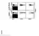 Fig. 09 - Compositions and methods for immunomodulation in an organism using IL-15 and soluble IL-15Ra