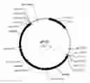 Fig. 01 - Manipulation of genes of the mevalonate and isoprenoid pathways to create novel traits in transgenic organisms
