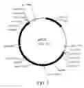 Fig. 02 - Manipulation of genes of the mevalonate and isoprenoid pathways to create novel traits in transgenic organisms