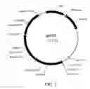 Fig. 03 - Manipulation of genes of the mevalonate and isoprenoid pathways to create novel traits in transgenic organisms